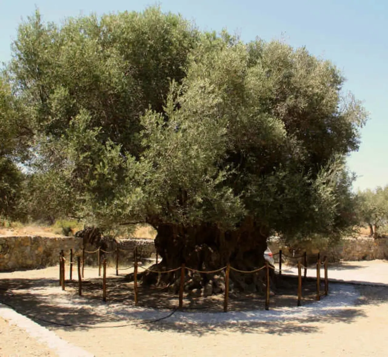 Monumentaler uralter Olivenbaum Azoria - Beach Walk Apartments Crete